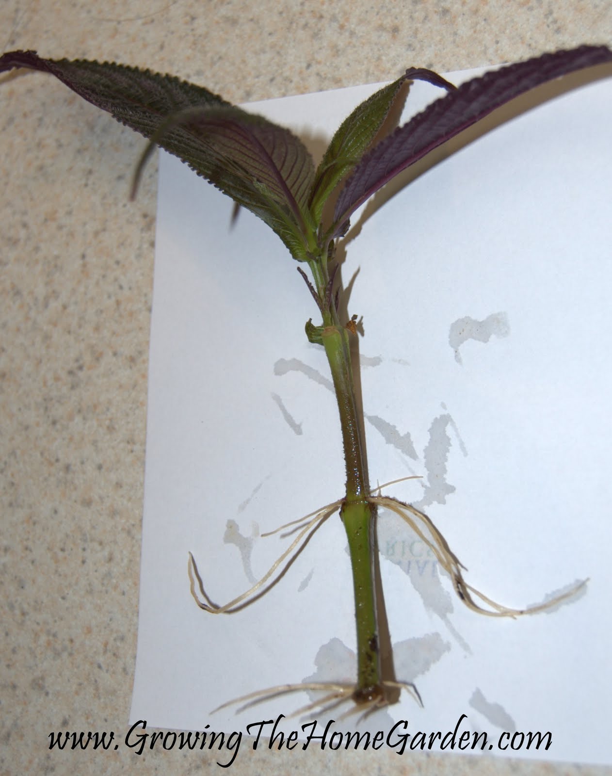 Persian Shield Propagation (Strobinlanthus dyerianus) Growing The